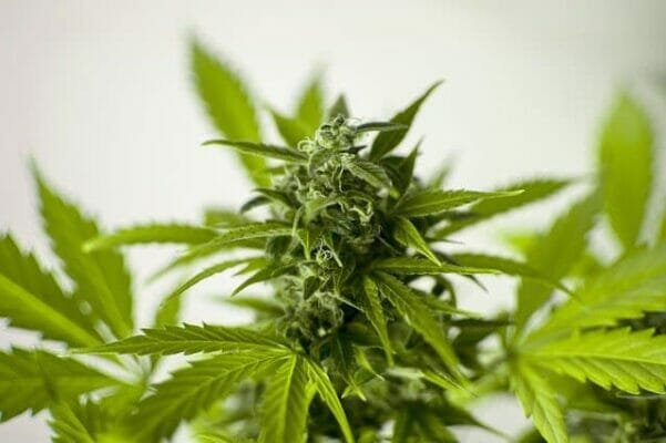 Cannabis Sativa L Pflanze zur Extraktion von Cannabinoiden und Terpenen