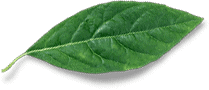 grünes Blatt